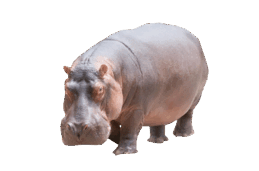 08006m20-2819-259x171.png