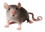 08006m3g-2b79-146x103.png