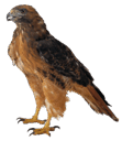 08006m3k-542c-111x128.png