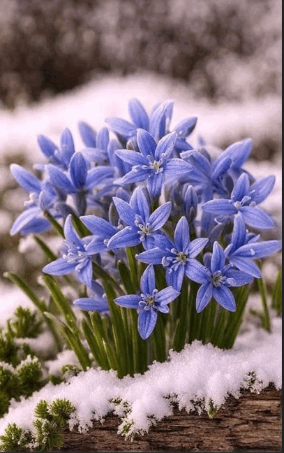 08006mby-bc68-407x648.png