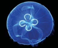 08006pnb-2b90-201x167.png