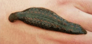 08006ppr-3850-297x142.png