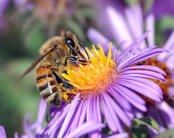 08006sb5-e59a-174x138.jpg