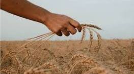 Mechanization. Combine — harvesters