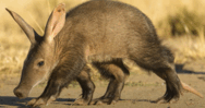 08006uq0-6f05-188x99.png