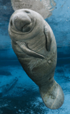 08006uw8-c4dd-144x233.png