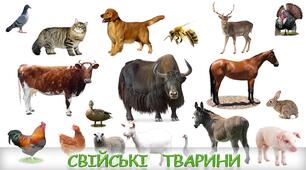  Як дикі тварини стали свійськими?