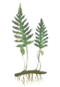 0800759j-8e34-121x175.png