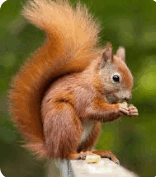 0800767b-09f5-156x177.png
