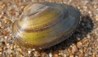 080076bn-3b58-201x117.png