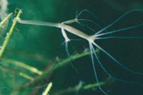 080076k1-6a62-207x138.png