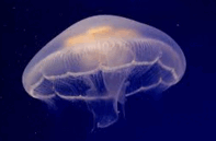 080076kx-78bb-197x129.png