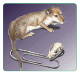 080077iv-f427-164x153.png