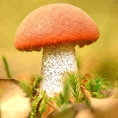 080077zo-f0a3-167x167.png