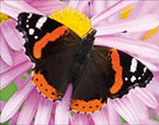 08007825-782e-145x114.png
