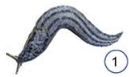 080079mh-1ef2-129x77.png