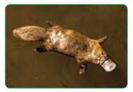 08007a88-c871-191x132.png