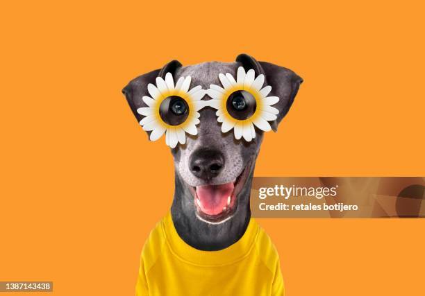 16,339 Spring Funny Stock Photos, High-Res Pictures, and ...