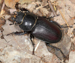 Жук-олень Lucanus cervus (Linnaeus, 1758) - фотография самки в природе ...
