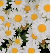 08007il5-9f65-168x175.png