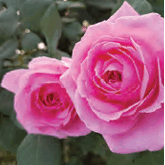 08007ili-94aa-165x165.png