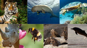 Form 9-B . Nature in danger. Endangered species of animals.