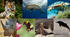 Form 9-B . Nature in danger. Endangered species of animals.