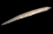 08007x2g-07e7-224x144.png
