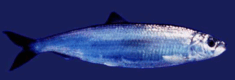 08007xcb-611c-235x80.png
