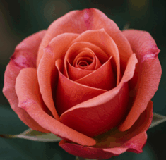 080080vq-fe64-235x227.png
