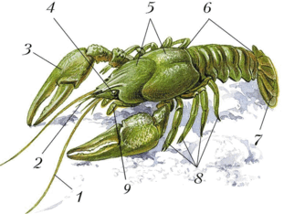 080083kh-8702-311x234.png