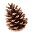 080084gc-e373-114x113.png