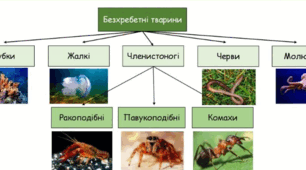 Різноманітність тварин (безхребетні)