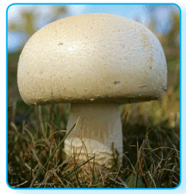 080089db-aead-268x279.png