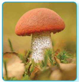 080089dn-ebc6-266x277.png