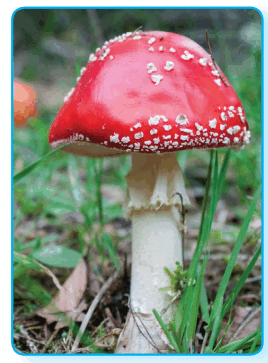 080089dx-62d5-268x363.png