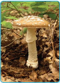 080089nk-67fd-254x354.png