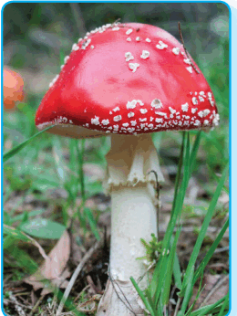 080089o2-d98c-260x346.png