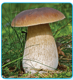 080089oi-b145-257x281.png