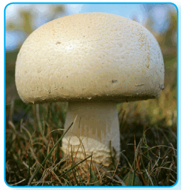 080089ou-dc6e-262x275.png