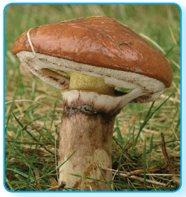 080089p1-5ec7-263x278.png