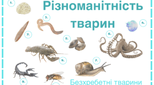 Різноманітність тварин. Безхребетні. Завдання з картинками