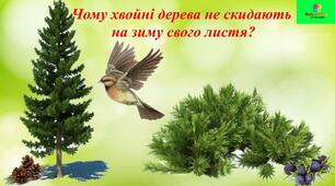 Позакласне читання. "Чому хвойні дерева не скидають на зиму свого листя?"