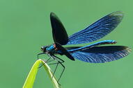 08008qqn-ca87-191x127.jpg