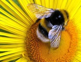 08008qzp-073f-271x209.jpg