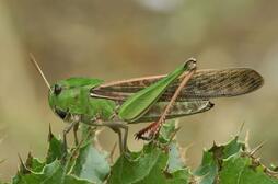 08008r0l-6707-254x168.jpg
