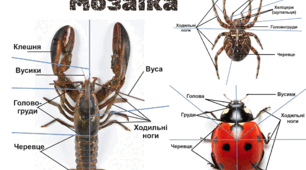 Мозаїка. Членистоногі