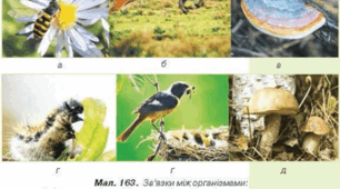 Взаємозв'язки організмів