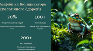 Амфібії Роль амфібій  у природі та житті людини.