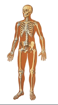 08008zo4-47d7-187x338.png